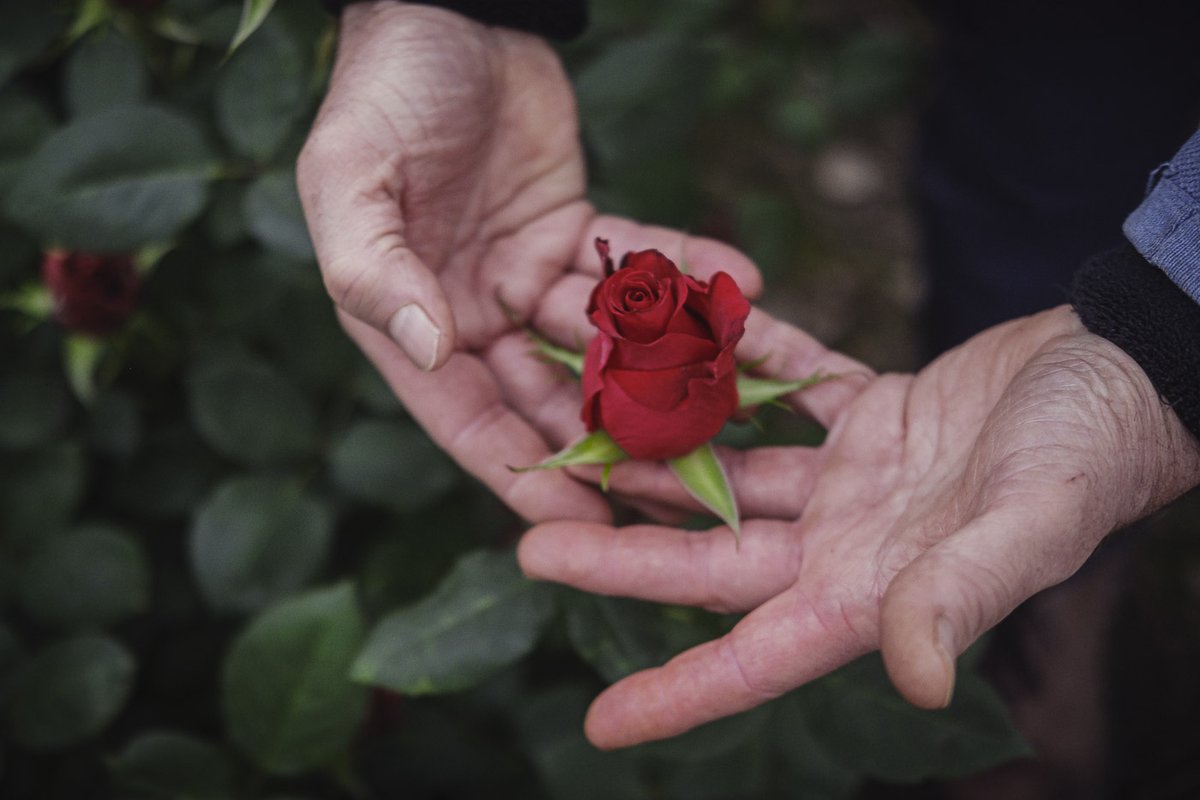 bernatmarre's tweet photo. 🌹 Aquest Sant Jordi es vendran set milions de roses i només vint mil hauran estat cultivades a Catalunya. L’última empresa que les produeix és una explotació familiar de Santa Susanna que resisteix tot i la manca de suport.

✍️ @lamira 
📷 @jordiborras 

https://t.co/q984DnQx1M https://t.co/vWRIVB2R4j