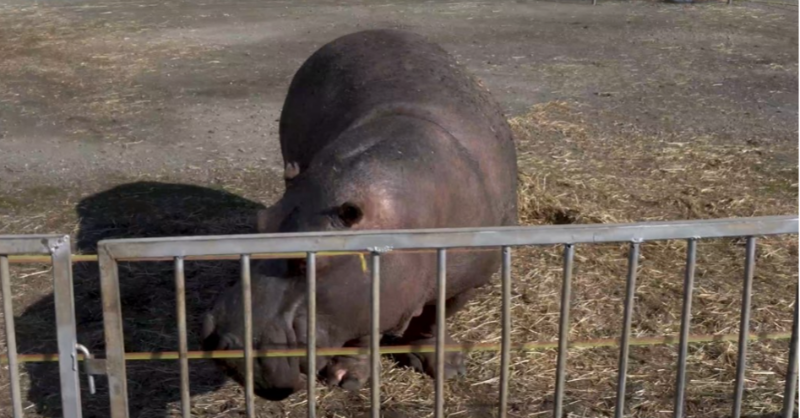 LAV_Italia's tweet photo. Inchiesta #LAV Circo Medini: denunciamo animali rinchiusi per giorni nei camion, costretti a vivere e mangiare nelle loro deiezioni. Nessun circo è sicuro per animali! Ministro @AlessGiuli @MiC_Italia cosa aspetta a portare Legge @Palazzo_Chigi per dire #BastaAnimaliNeiCirchi?👇