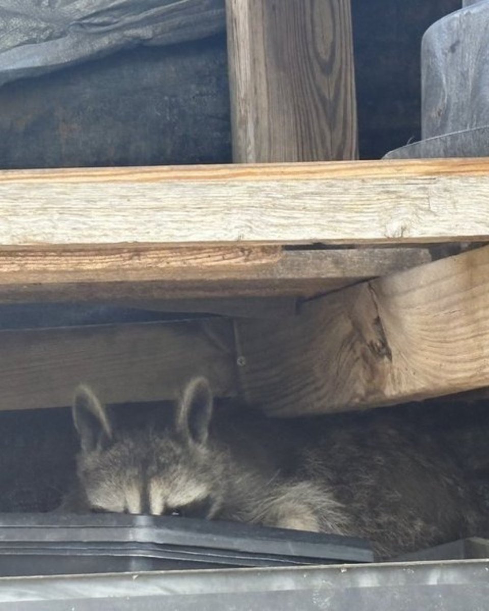 Us: Don’t worry, Kyla. No more surprise creatures after the mouse debacle of summer 2023.
Also us: quietly lets a raccoon move into the compost shelf like it’s an Airbnb 🫢🦝
#Oops #RaccoonSquatter