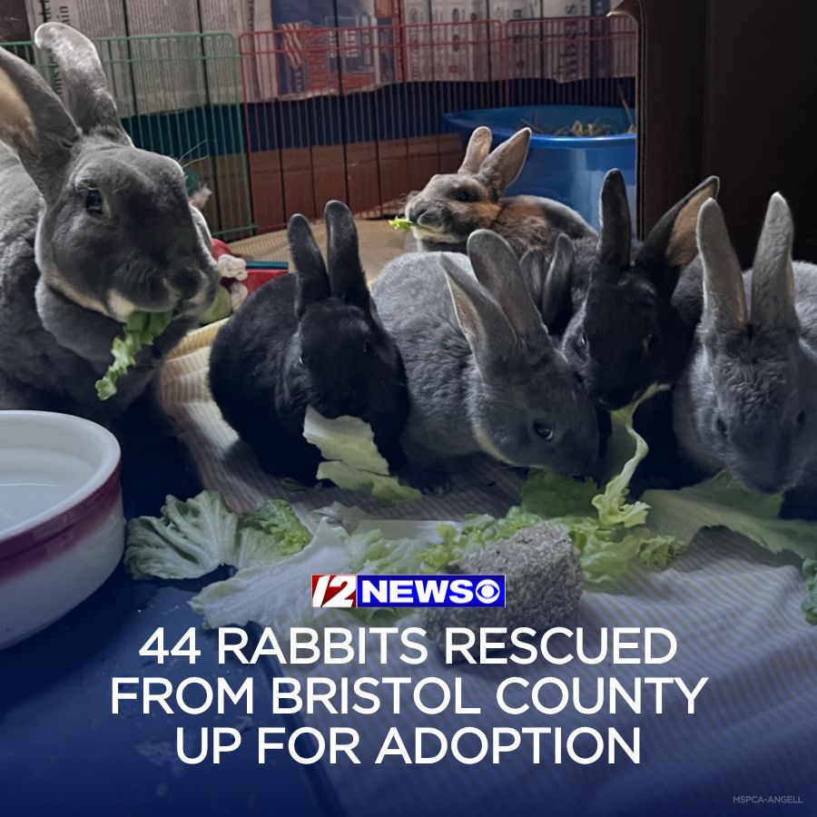 More than 40 rabbits removed from a Bristol County home earlier this year are searching for their forever homes.🐇

How you can adopt one: wpri.com/new-england/ma…