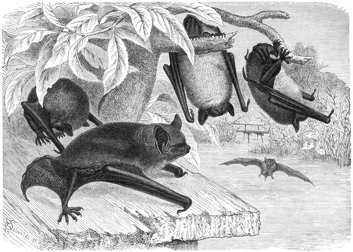 Quercus (@revistaquercus) on Twitter photo 17 de abril: #DíaInternacionalDeLaApreciaciónDeLosMurciélagos
La ONG <a href="/BatConIntl/">Bat Conservation International</a> eligió este día para recordar a los únicos mamíferos voladores, a menudo injustamente tratados, pero que nos aportan grandes beneficios: control de plagas, polinización y dispersión de plantas. 17 de abril: #DíaInternacionalDeLaApreciaciónDeLosMurciélagos
La ONG <a href="/BatConIntl/">Bat Conservation International</a> eligió este día para recordar a los únicos mamíferos voladores, a menudo injustamente tratados, pero que nos aportan grandes beneficios: control de plagas, polinización y dispersión de plantas.