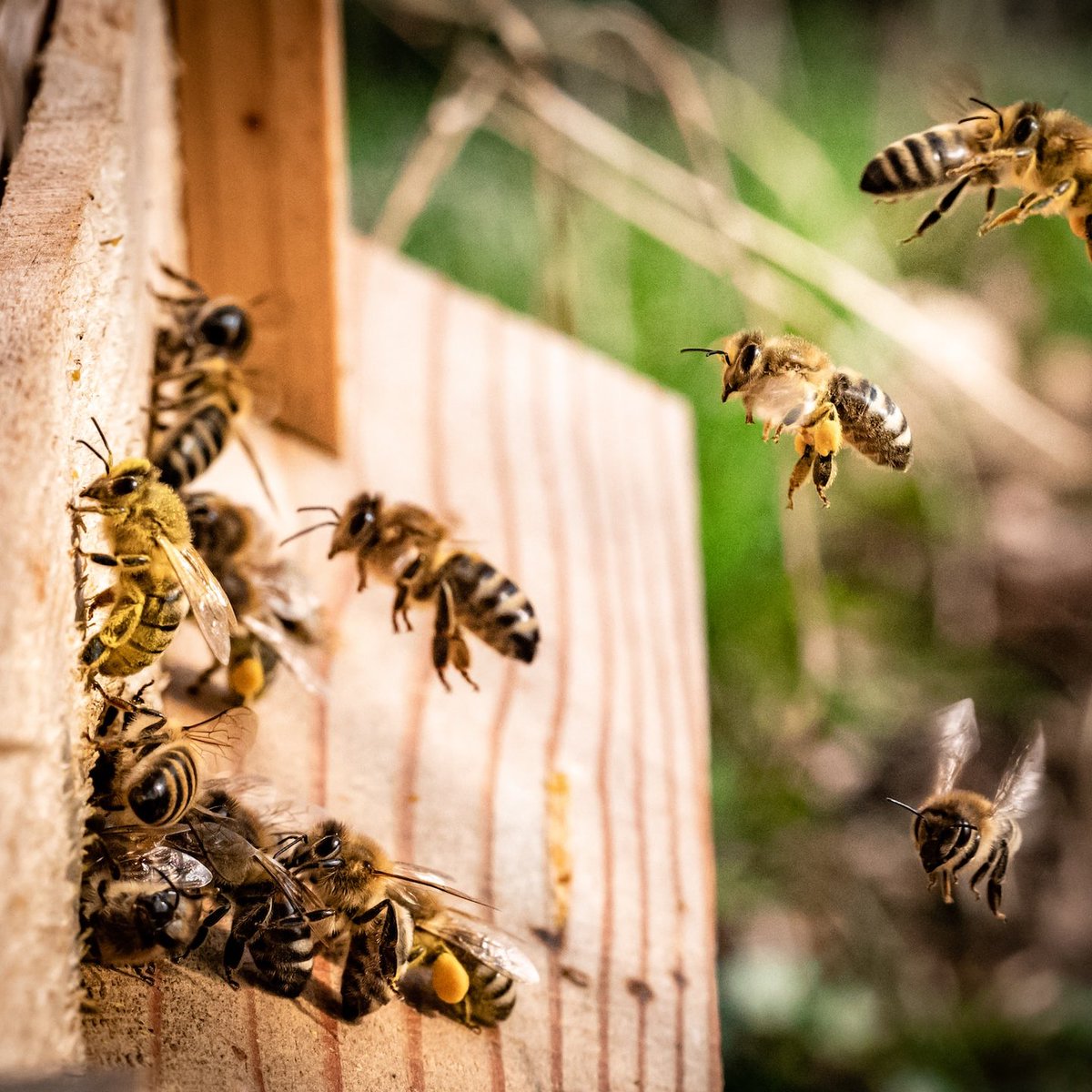 Are You Ready to Transform Your Farm? Explore Our Integrated Agri-Solutions Today!

From Buzzing Bees🐝 to Bountiful Harvests🌱: Partner with Us for Sustainable Agricultural Success.
Reach out on 🤙 0723570061
