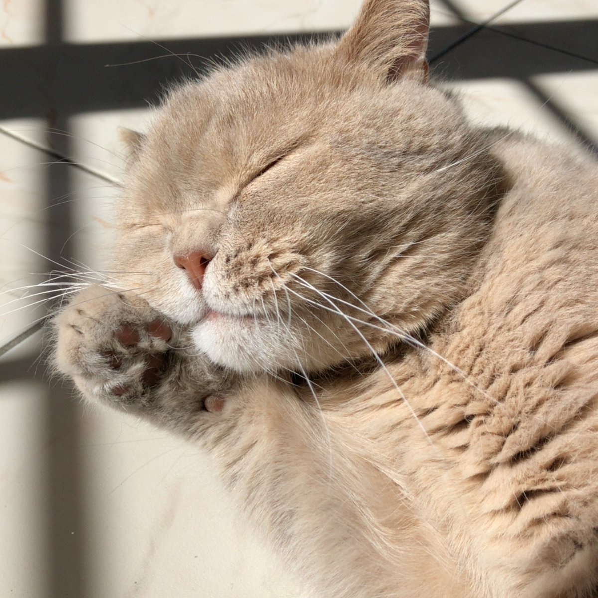 relca_'s tweet photo. @tavujesus Isidore le chat le plus aigri te souhaite un joyeux anniversaire 🥳 https://t.co/IQL0EtlhWL