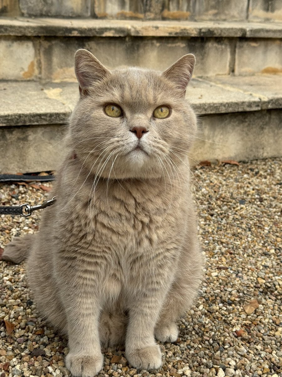 relca_'s tweet photo. @tavujesus Isidore le chat le plus aigri te souhaite un joyeux anniversaire 🥳 https://t.co/IQL0EtlhWL