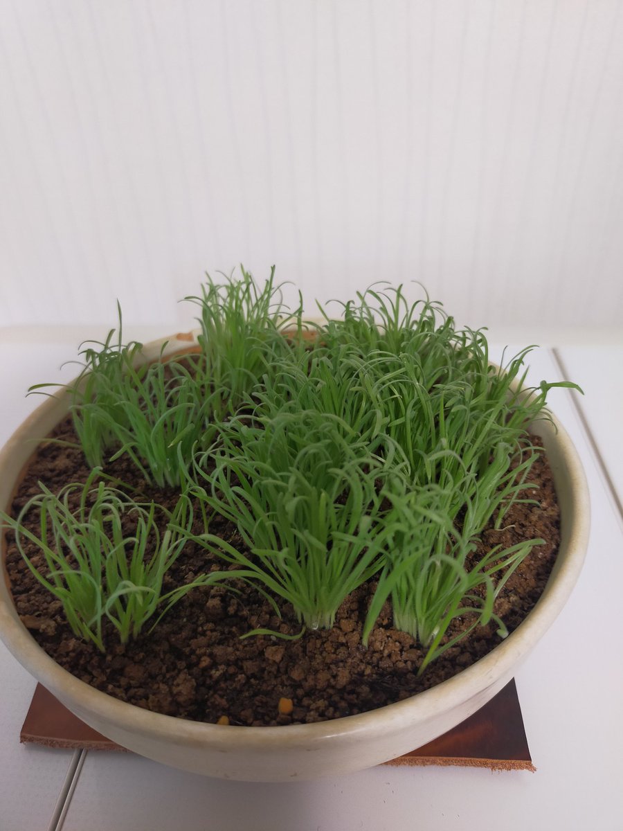 hellobonsai217's tweet photo. ウサギのしっぽの種を撒いたもの。 https://t.co/LXq5vcystB
