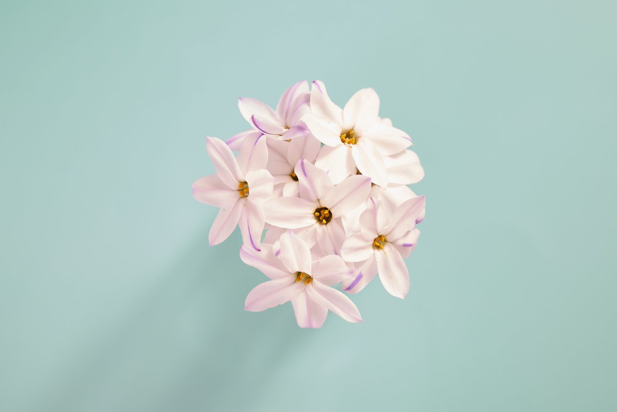 Masahisa_Kodama's tweet photo. The flower
#stilllifephotography #stilllifeflower #flowerphoto #花写真 #静物写真 https://t.co/gRBktS8Xan