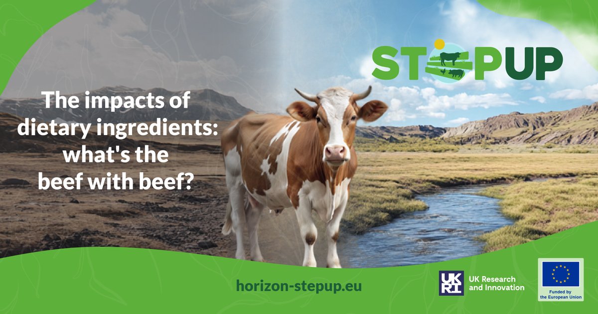 🥩 What’s on the menu for sustainable beef production?
How does beef production impact our diet, animal health, and the planet?
📰 Read the full story: horizon-stepup.eu/the-impacts-of…

#livestock #HorizonEurope #ImpactEU #beef #food2030 #SustainableFarming