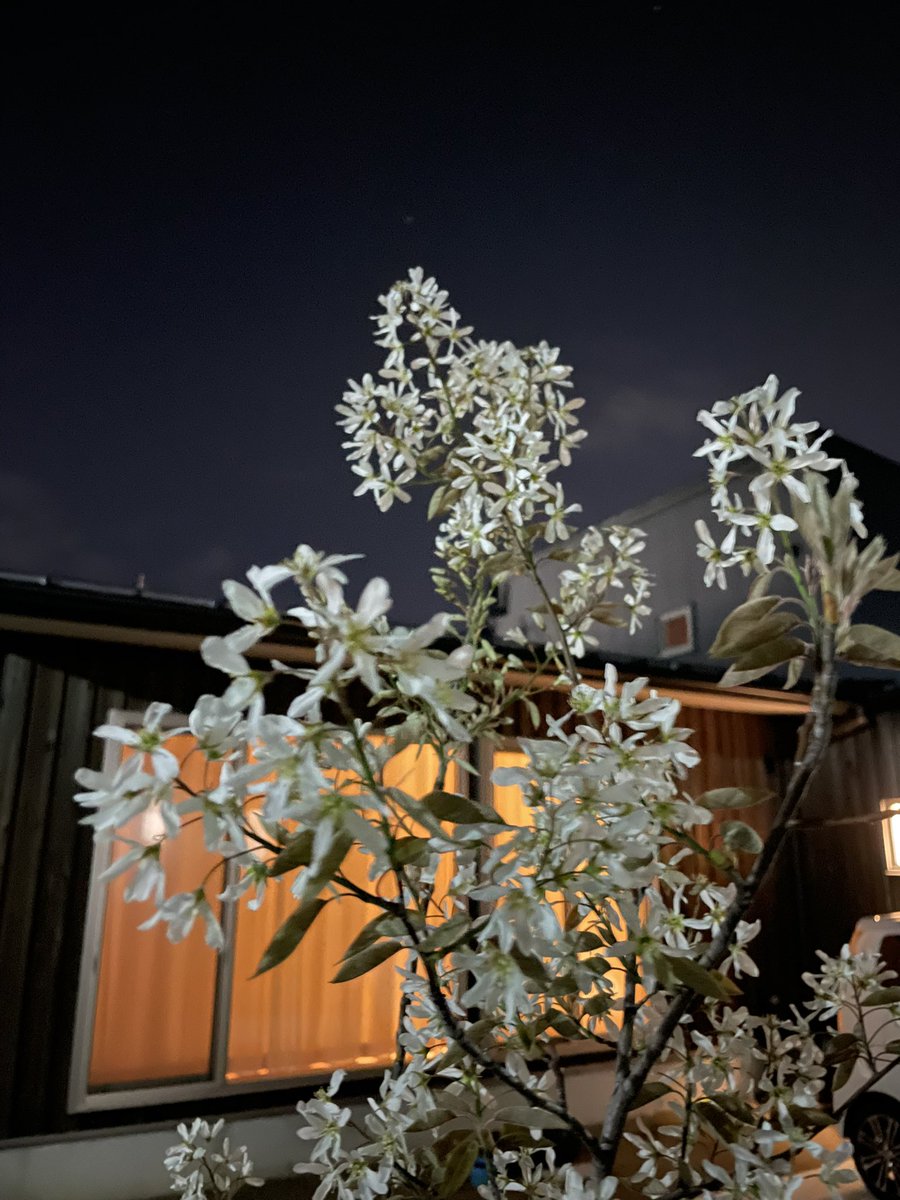 今日あったかかったからジューンベリーが一気に咲いてる！