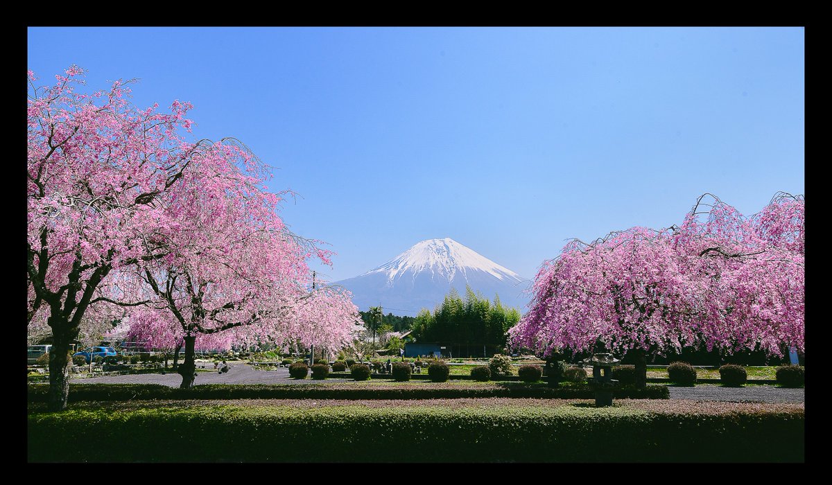 枝垂れ桜越しの富士山。カメラの液晶画面で見たら素敵だったので、それ風にしてみました。