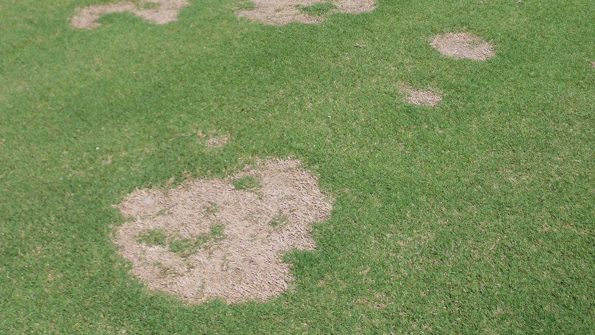 SyngentaTurf's tweet image. As #SpringDeadSpot rears its ugly head, be sure to note hot spots and start preparing now to get guaranteed control this fall. 

Download your road map to guaranteed control: bit.ly/4cDpahU