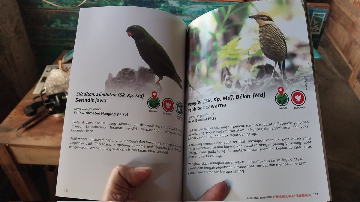 swaraOwa's tweet photo. Sudah terbit !! Detengah sunyinya hutan hutan alam, #emptyforest buku tentang burung burung di pegunungan #petungkriyono dan #lebakbarang kabupaten #Pekalongan, dokumentasi visual dan narasi konservasinya. Untuk pembelian bisa disini : https://t.co/AwfD0i2oqs https://t.co/U4XQIrPIQq