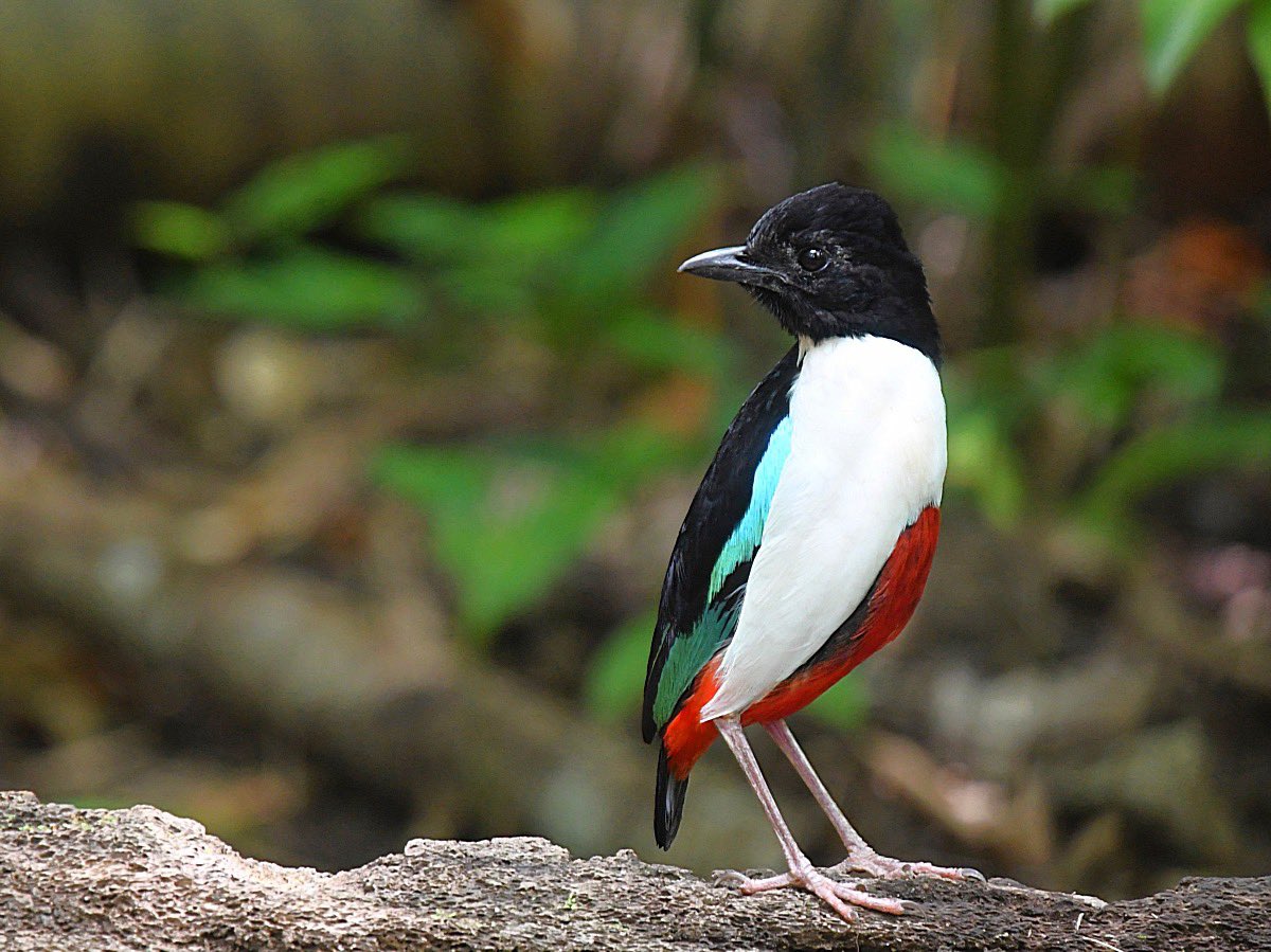 AgamiPhoto's tweet image. New milestone!
We have now images of 8,000 species of birds online!
A few recent images attached:
Green peafowl, ivory-breasted pitta, grey peacock-pheasant and tufted puffin. All stunners.