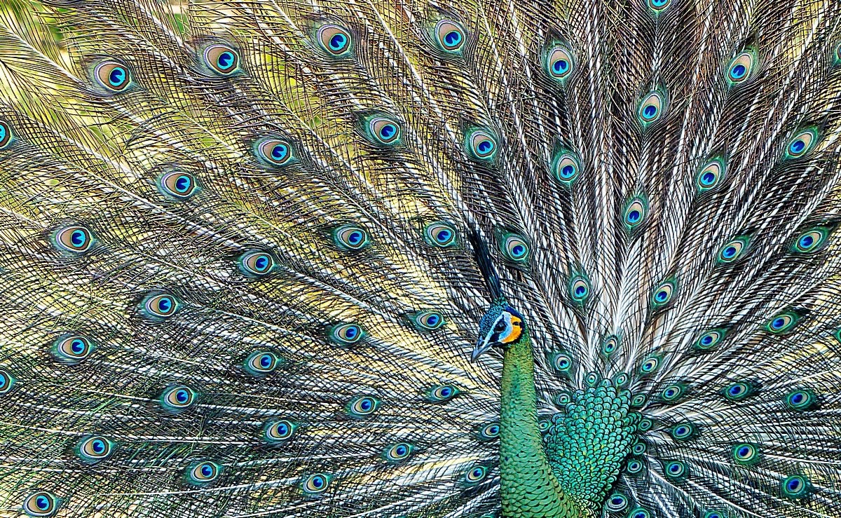 AgamiPhoto's tweet image. New milestone!
We have now images of 8,000 species of birds online!
A few recent images attached:
Green peafowl, ivory-breasted pitta, grey peacock-pheasant and tufted puffin. All stunners.