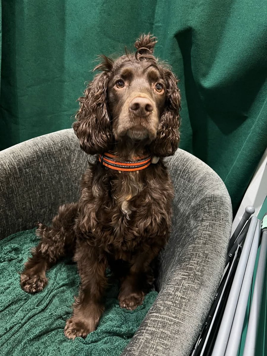 MissingPetsGB's tweet photo. 🐕 TRAVIS #MISSING SPROCKER from Bedwas pit area, near #Caerphilly, Sth #Wales #CF83 26 April 2025
He has a tracker but the battery has died. His name is on his collar & contact number. He is neutered & microchipped with docked tail.
Please contact if you see him. DO NOT CHASE. https://t.co/F9uXSpPvhR