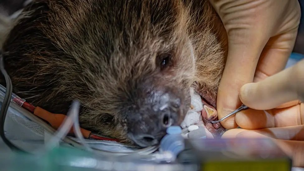 BBCBreakfast's tweet photo. A sloth has had pioneering dental surgery to cure toothache.

https://t.co/ep91RQpT2W https://t.co/zAhJKDnVIT