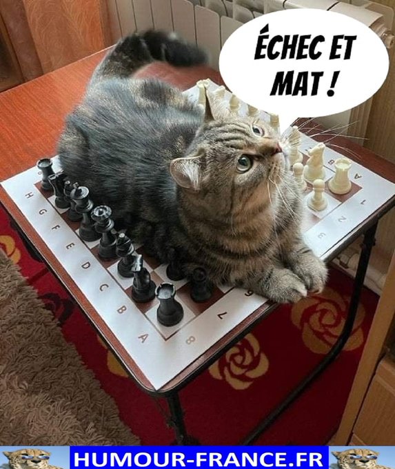 text alternatif