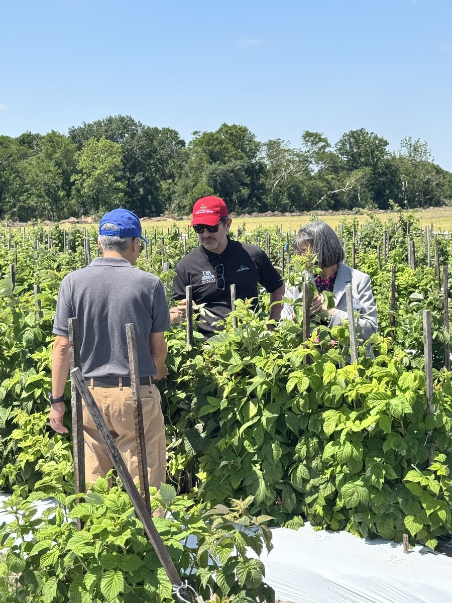 Clean_Plant_Arkansas (@clean_plant_ar) on Twitter photo NCPN-2025. Great meeting with the fruitful discussions, meaningful connections, and the many opportunities to network and collaborate. <a href="/AginArk/">UA System Div of Ag</a> <a href="/UArkansas/">University of Arkansas</a> <a href="/plant_clean/">National Clean Plant Network</a> <a href="/Clean_Plant_AR/">Clean_Plant_Arkansas</a> NCPN-2025. Great meeting with the fruitful discussions, meaningful connections, and the many opportunities to network and collaborate. <a href="/AginArk/">UA System Div of Ag</a> <a href="/UArkansas/">University of Arkansas</a> <a href="/plant_clean/">National Clean Plant Network</a> <a href="/Clean_Plant_AR/">Clean_Plant_Arkansas</a>