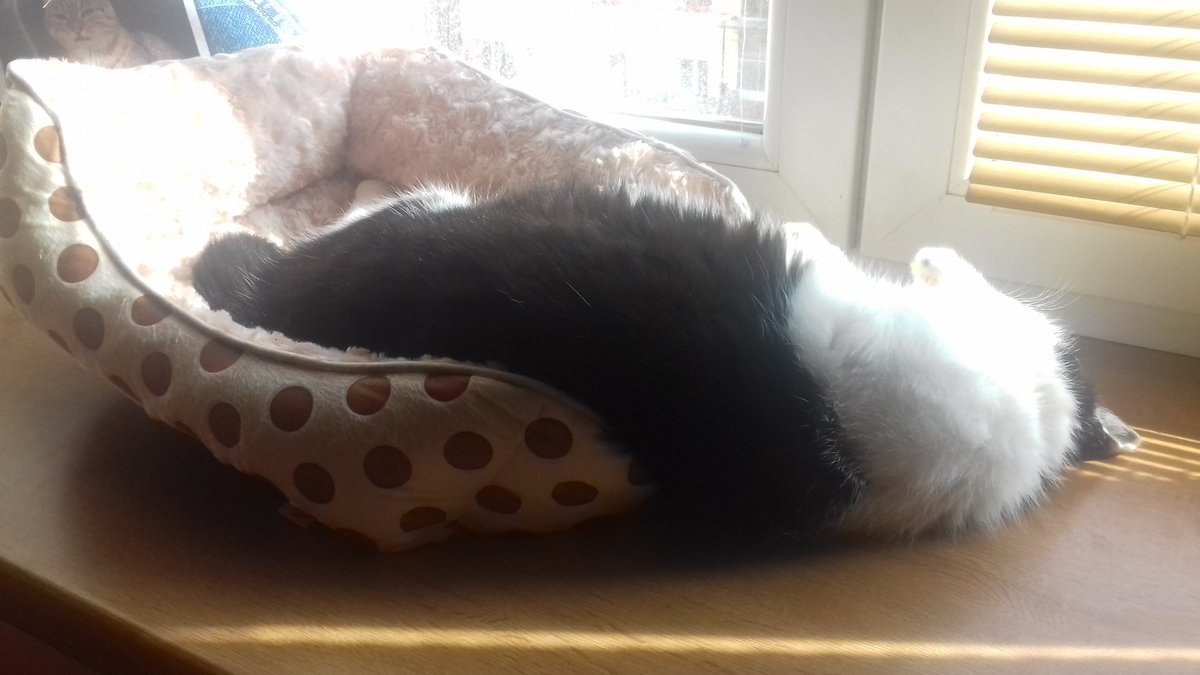 Kimchi's #ThrowbackThursday :
Kimchi's true form was liquid and she sometimes spilled out of her bed 😆