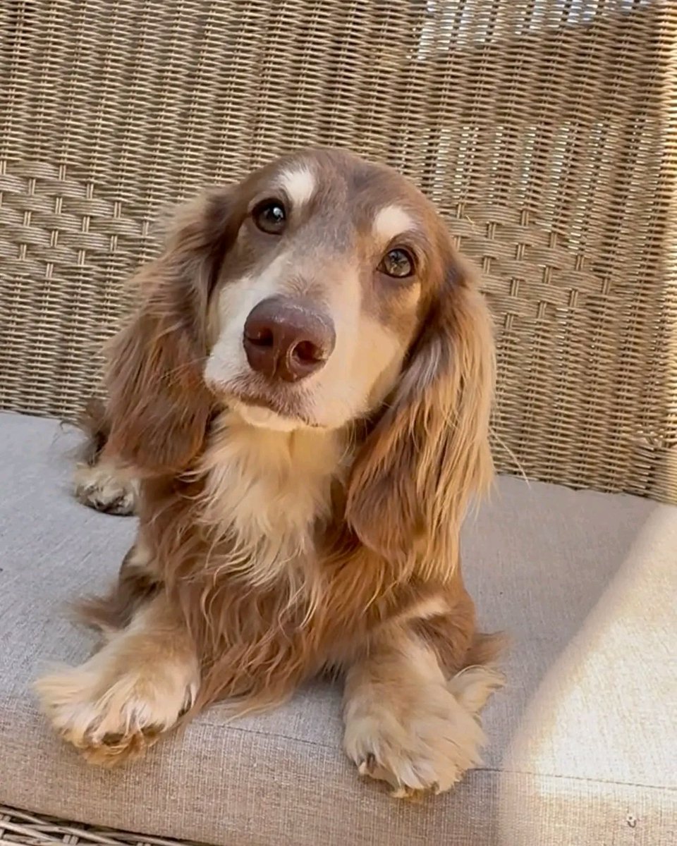 Wildflowerpups's tweet photo. Our Reese man has turned out to be a gorgeous boy😍 he just fathered his first litter for us and they are  just as stunning as him🥰❤️ #minidachshund #dachshund #longhairdachshund #chocolateandcream #dachshundslove https://t.co/1MN5zoJHdh