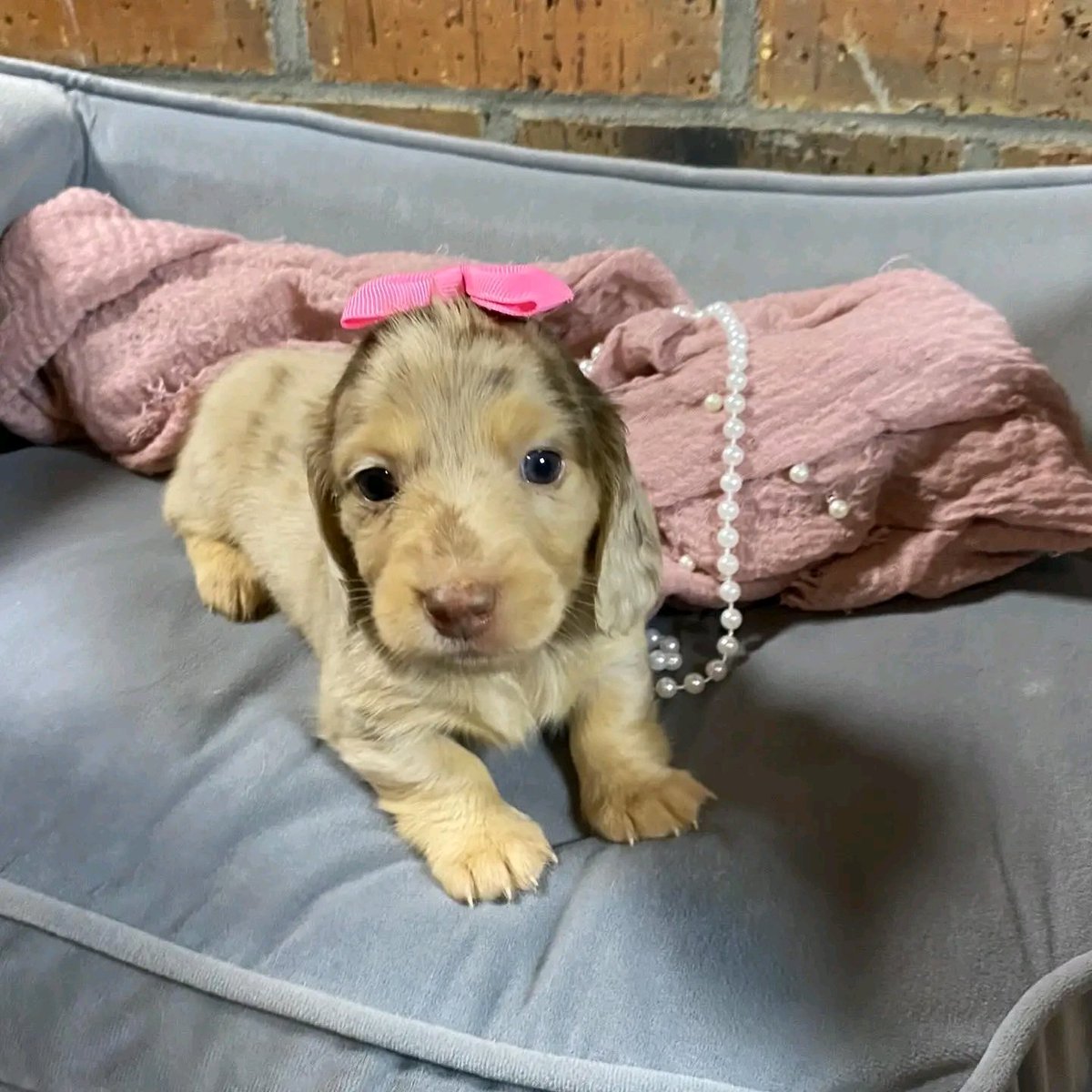 Wildflowerpups's tweet photo. Longhair chocolate and cream dapple female for Carrie in Alabama🩷 not available #minidachshund #dachsund #dappledachshundpuppy #dachshundpuppy #miniaturedachshund #dapple #puppy #puppiesofinstagram https://t.co/C9D6mQiMf6