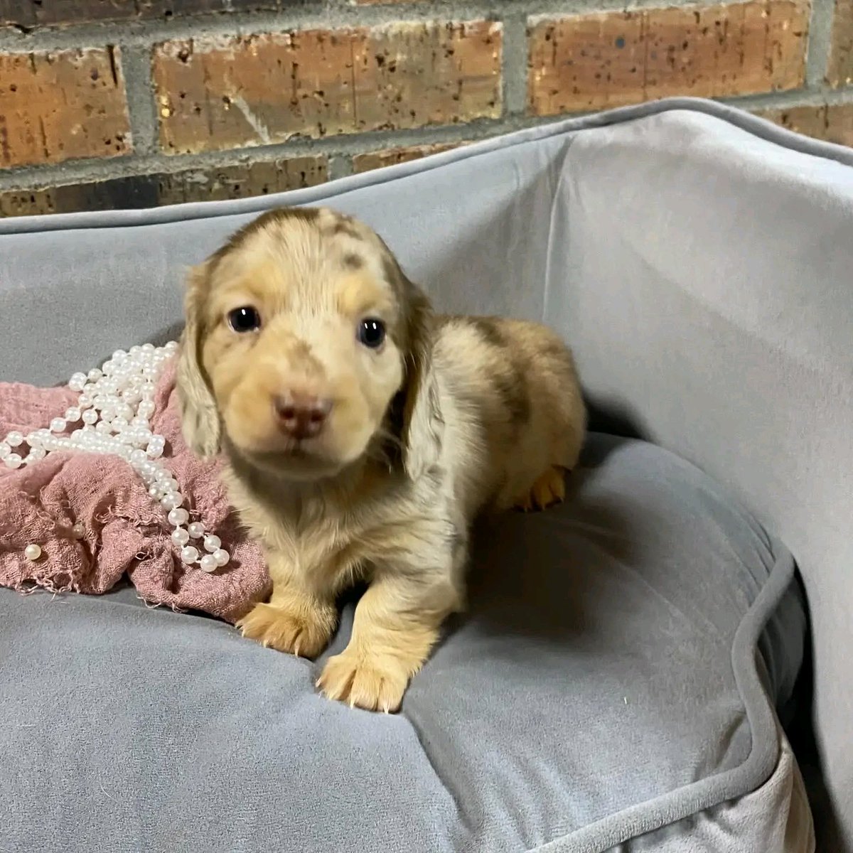 Wildflowerpups's tweet photo. Longhair chocolate and cream dapple female for Carrie in Alabama🩷 not available #minidachshund #dachsund #dappledachshundpuppy #dachshundpuppy #miniaturedachshund #dapple #puppy #puppiesofinstagram https://t.co/C9D6mQiMf6