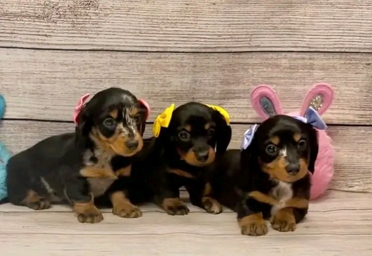Wildflowerpups's tweet photo. Black and tan never goes out of style🐾🖤
These three mini dachshund girls are the perfect mix of elegance and sass!
Two are still searching for their forever families❤️ ready to go 4/26 #miniaturedachshund #blackandtan #longhairdachshund #dachshund #dachshunds #minidachshund https://t.co/2yZkZ7z1Nj