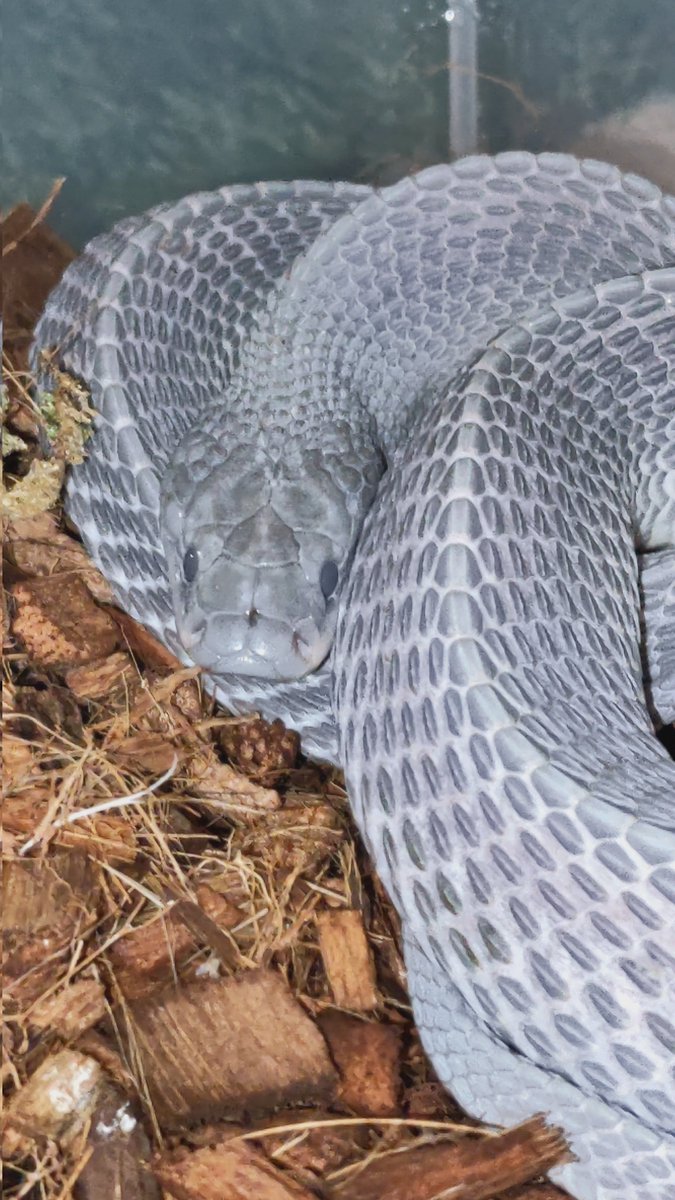 Olympian_Snakes's tweet photo. Zombie mode ON. 🧟♀️
#LimaformosaCrossi #AfricanFileSnake #クロスサンカクヘビ https://t.co/U25rS08WFR