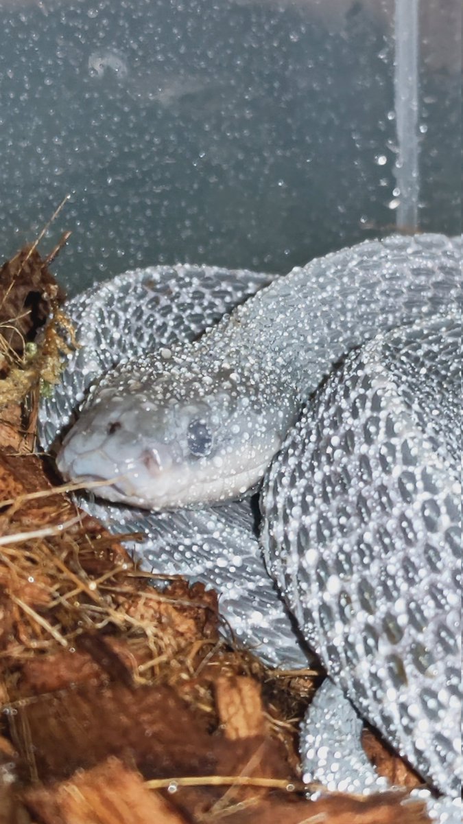 Olympian_Snakes's tweet photo. Zombie mode ON. 🧟♀️
#LimaformosaCrossi #AfricanFileSnake #クロスサンカクヘビ https://t.co/U25rS08WFR