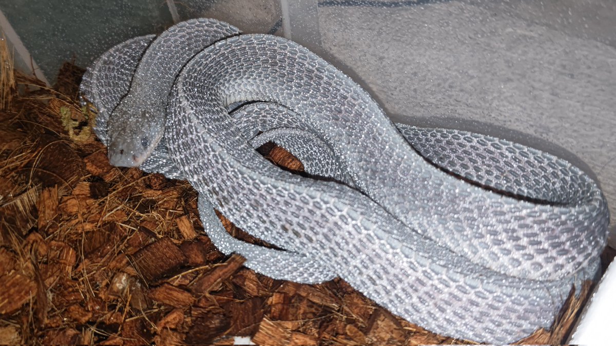 Olympian_Snakes's tweet photo. Zombie mode ON. 🧟♀️
#LimaformosaCrossi #AfricanFileSnake #クロスサンカクヘビ https://t.co/U25rS08WFR