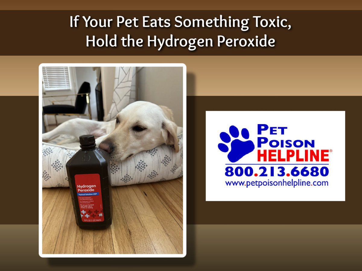 ThePetBlogLady's tweet image. If Your Pet Eats Something Toxic, Ho... petbloglady.com/2025/04/if-you…  @PetPoisonHelp #pets #poisoning