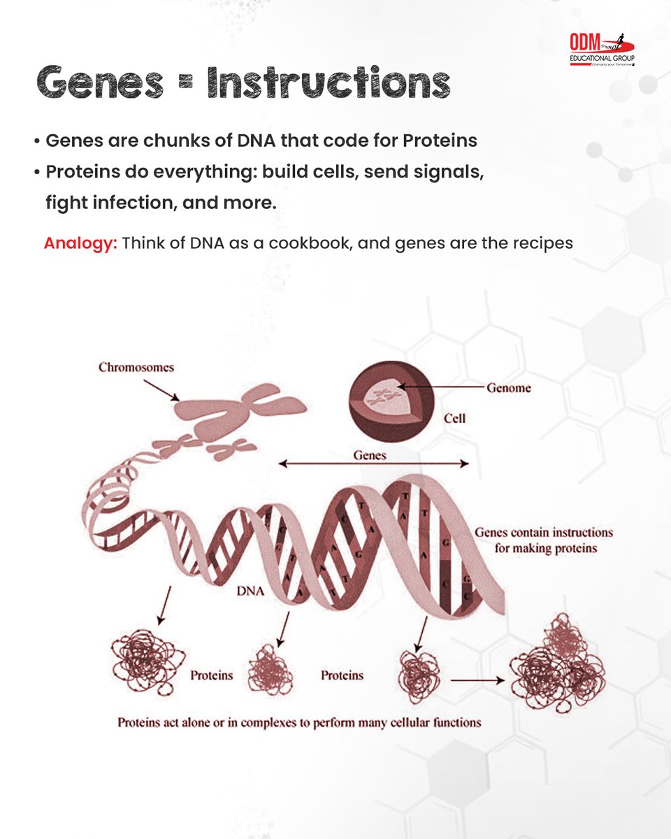 ODMEGroup's tweet photo. 🧬 DNA – The Blueprint of Life  

Ever wondered what makes you unique? From your looks to your health, it all starts with DNA!  

Your body holds the secret to life. 

#DNAExplained #WhatIsDNA #ScienceIsFun #GeneticsBasics #LearnWithUs #ScienceMadeSimple #StudentLearning https://t.co/QqzfGNpuTj