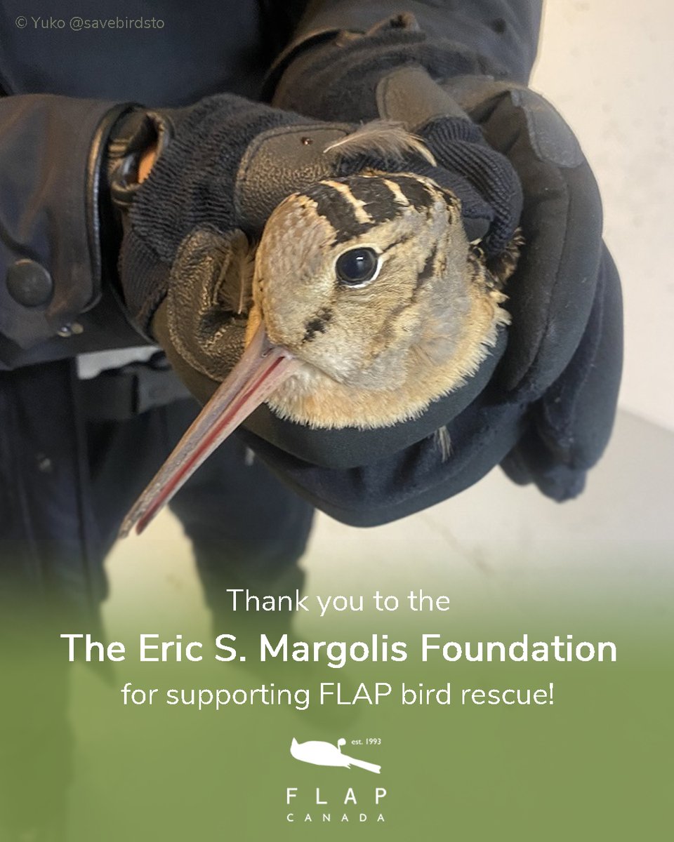 We would like to thank The Eric S. Margolis Foundation for their incredible support for our bird rescue efforts this year! Their generous grant to FLAP Canada will help ensure that more birds like this American Woodcock get a second change at life.