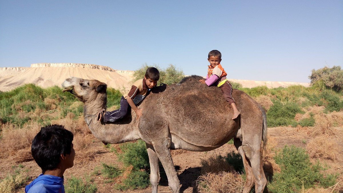 وكان العزايزة ، والقزايزة من بني رشيد هم أول من هاجر إلى مصر،ثم لحقوهم كلاً من بعض الرشايدة والعوازم والعرينات وأجتمعوا بهم في نواحي قنا في مصر العليا ، وكانوا جميعاً بتسمون بالعزايزة،كون قبيلة العزايزة اكثرهم عدداً واقدمهم هجرة واقربهم نسباً وعمدتهم هو الرماش العزيزي
