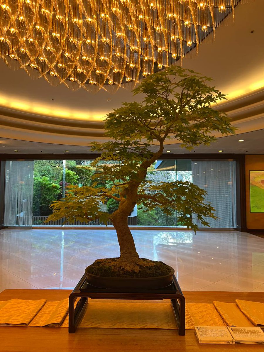 Web3 chases instant wins but Web2 adoption grows like a bonsai - slow, deliberate, shaped with care. Iagon’s Fortune 50 deal is a matter of time. Web2 giants take time. Like a bonsai’s patient craft, trust the process for enduring results