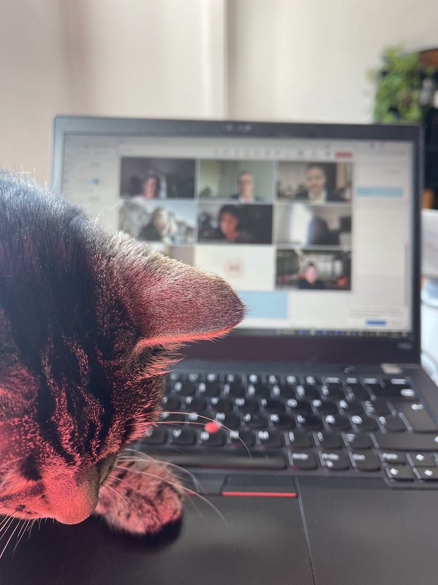 Sassy doesn't agree with me taking work meetings on a national holiday.