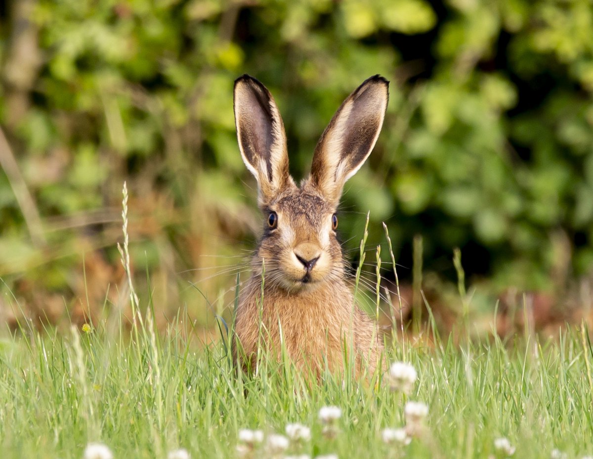 AvonNeedsTrees's tweet image. 🌼Happy Easter from all of us at Avon Needs Trees! 🌼
We hope your day is filled with the joys of spring!
As the season of renewal unfolds, it’s also the perfect opportunity to think about how we can help nature thrive here in the West of England. (1/2)