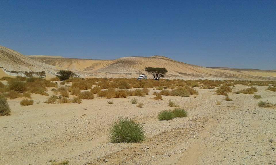 في حوالي عام ١٩١٠م رحل جزء من البراطيخ من قبيلة بني رشيد من جرجا في الصعيد إلى الصحراء الغربية في منطقة الواحات ( الداخلة - الخارجة ).
وتزامن ذلك مع هجرة جزء من القبيلة من السودان إلى الصحراء الغربية عند اقاربهم في منطقة الواحات. وغالبيتهم من المنافير من البراطيخ.