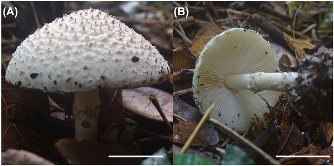 Nordic Journal of Botany (@nordicjbotany) on Twitter photo NEW PAPER: Lepiota keralensis, a new species with epithelial pileal covering by Pious and Kumar.
nsojournals.onlinelibrary.wiley.com/doi/10.1111/nj…
<a href="/NordicOikos/">Nordic Society Oikos</a> <a href="/WileyEcolEvol/">Wiley Ecology & Evolution</a> #fungus NEW PAPER: Lepiota keralensis, a new species with epithelial pileal covering by Pious and Kumar.
nsojournals.onlinelibrary.wiley.com/doi/10.1111/nj…
<a href="/NordicOikos/">Nordic Society Oikos</a> <a href="/WileyEcolEvol/">Wiley Ecology & Evolution</a> #fungus