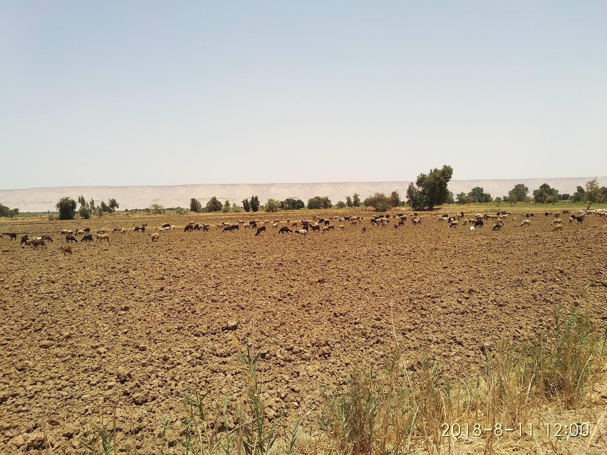 وبيت الشيخة في قبيلة بني رشيد في الصحراء الغربية بمحافظة الوادي الجديد في ذوي حامد من ذوي مسلم من المنافير من البراطيخ.

ومازال الرشايدة في مصر عامة والصحراء الغربية خاصة يعتنون في تربية ورعي الإبل والغنم.

رغم تحضر وانغماس المجتمع في الحياة الحضارية والمدنية.