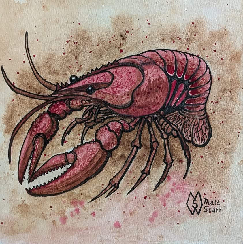 MattStarrFineA1's tweet photo. April 17th is National Crawfish Day. This is my watercolor and ink painting of a crawfish, also called crawdad, mud bug or crayfish located in a swamp. https://t.co/rfUNq06TaK
#mattstarrfineart #art #gift #tshirts #apparel #Crawfish #crawdad #crayfish #mudbug #claw https://t.co/TIecY9e2eK