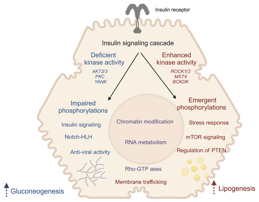 Ari Gattu (@gattuari) on Twitter photo <a href="/jclinicalinvest/">Journal of Clinical Investigation</a> .We have uncovered "impaired" and "emergent" insulin signaling defects in T2D liver. Is "emergent" signaling the basis of "selective insulin resistance"? Thank you, Kahn, <a href="/labs_mann/">Matthias Mann Lab</a>, Cantley labs. jci.org/articles/view/… <a href="/jclinicalinvest/">Journal of Clinical Investigation</a> .We have uncovered "impaired" and "emergent" insulin signaling defects in T2D liver. Is "emergent" signaling the basis of "selective insulin resistance"? Thank you, Kahn, <a href="/labs_mann/">Matthias Mann Lab</a>, Cantley labs. jci.org/articles/view/…