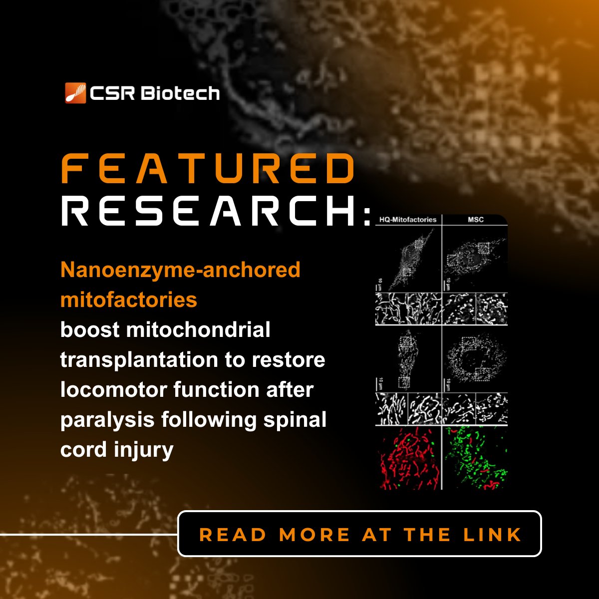🔬MI-SIM used to reveal mitochondrial therapy breakthrough

New research in ACS Nano explores how HQ-Mitofactories—engineered mitochondria microfactories—restore locomotor function after spinal cord injury.

Read the full study:
pubs.acs.org/doi/10.1021/ac…

#lifesciences #csrbiotech
