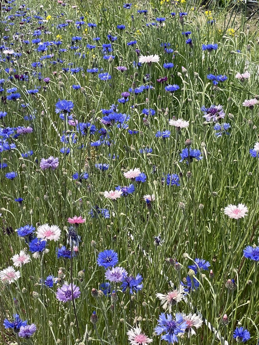 Weeded today but left these flowers for the wild birds and insects.
Have a good day/night sleep everyone!✨🌸🐞🦋🐛🐝🐦🐤
