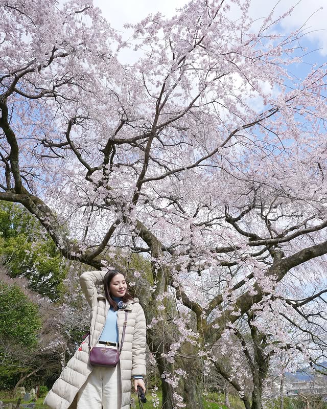 Asaka23323's tweet photo. 京都に遊びに行った時の桜が綺麗すぎるね🌸岩屋寺 https://t.co/NGacj8CquH