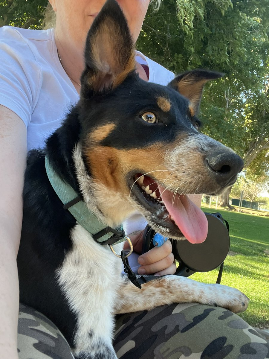 moonlights ABC tweet media