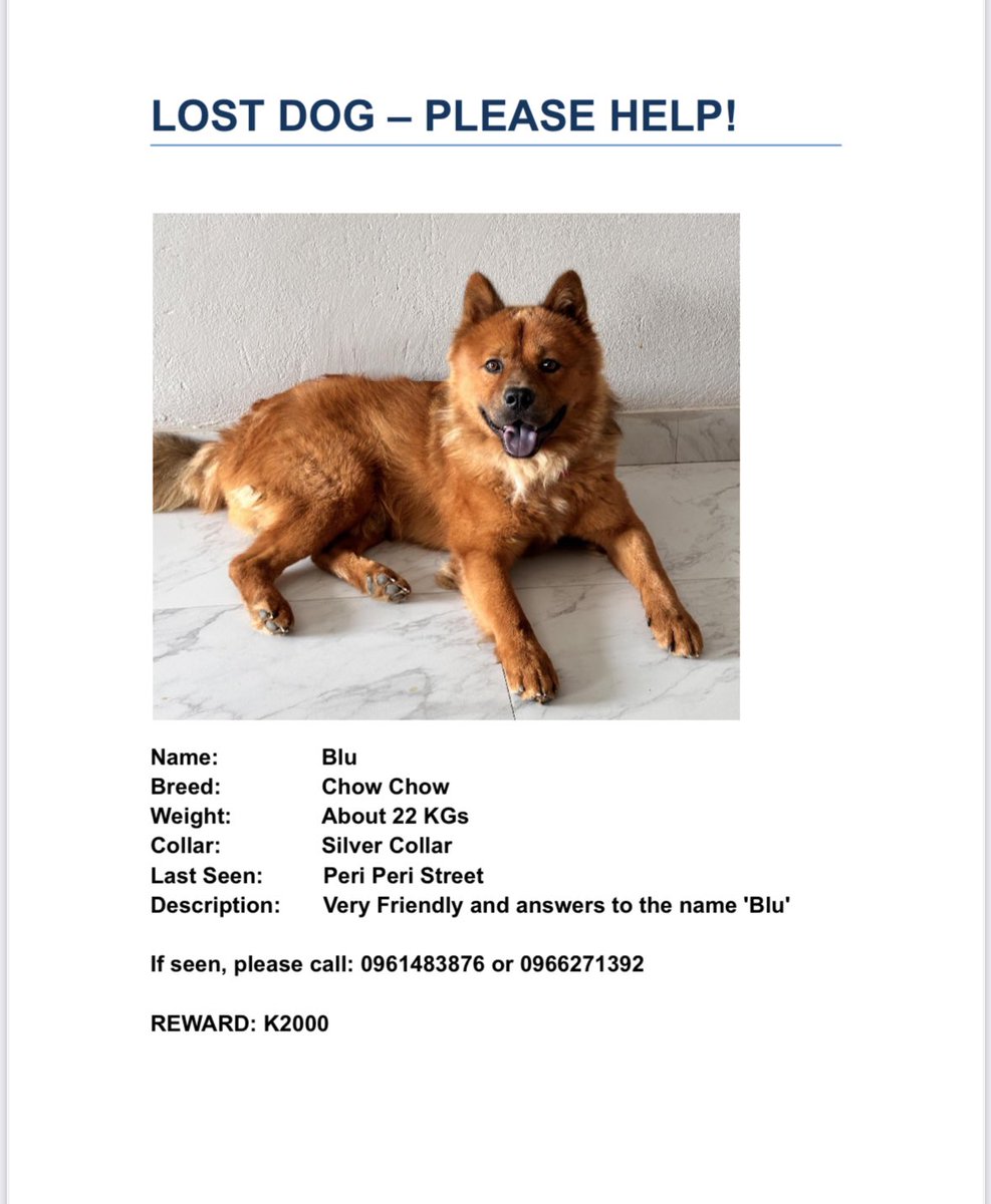 cutesie_valerie's tweet photo. Hi #zedtwitter I need your help in trying to find Blu, two men have been spotted trying to sell him at different traffic lights. If you can call the number on the poster if you see them or pretend to try to buy him till I get there I would be so grateful 🥺 https://t.co/pynpoSKPdB