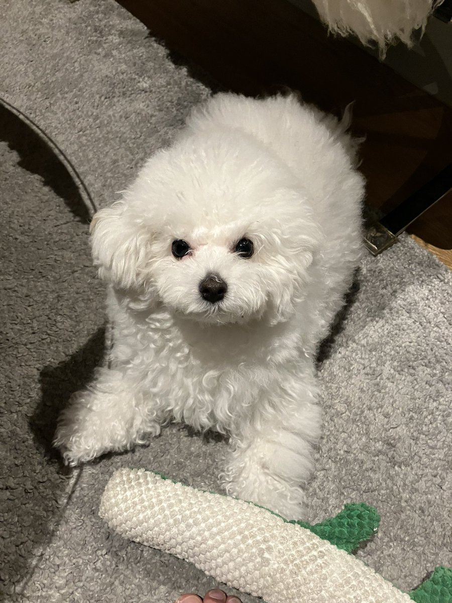 白く、柔らかな犬 tweet media