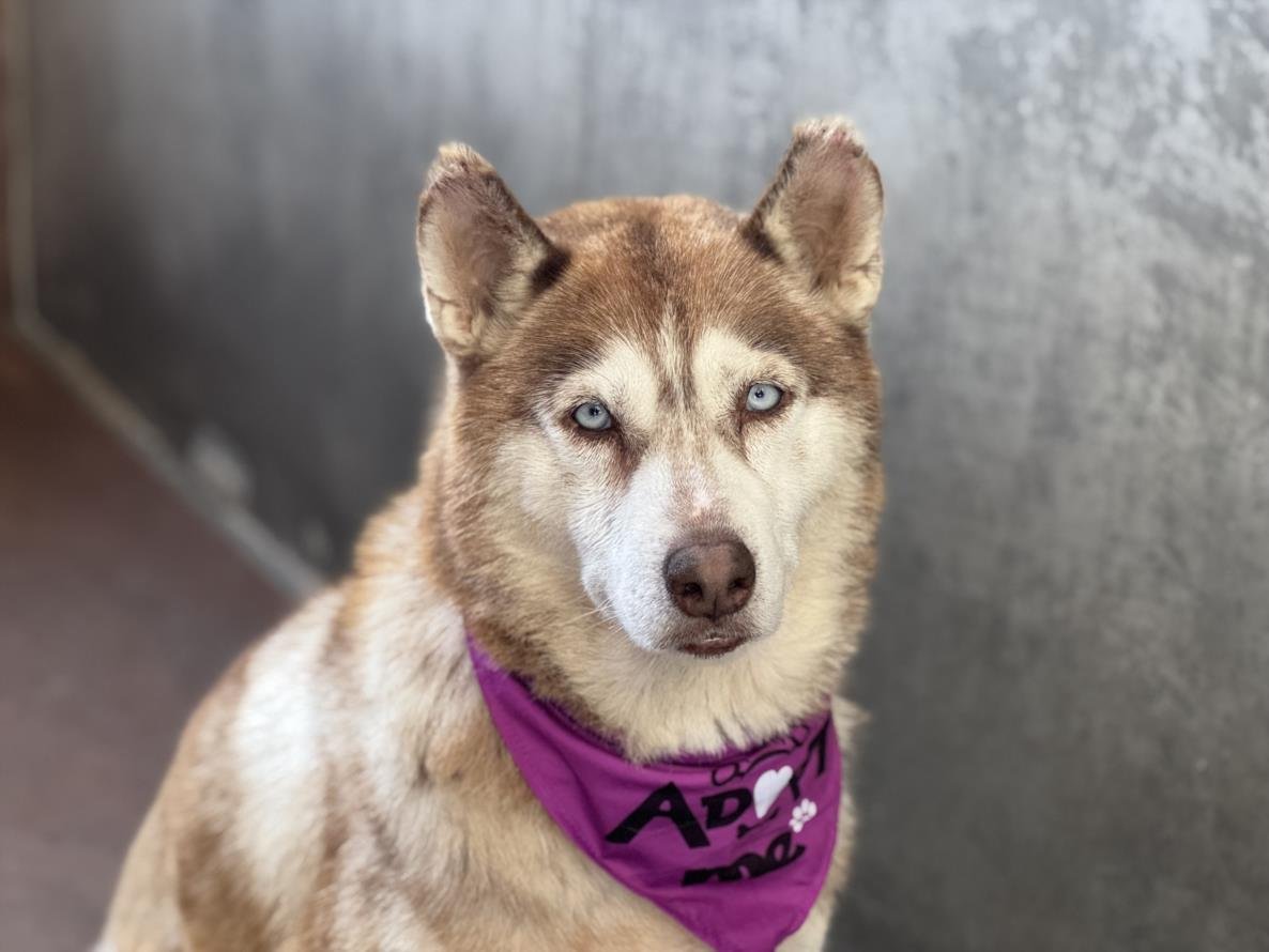 East Valley Pet Pals tweet media