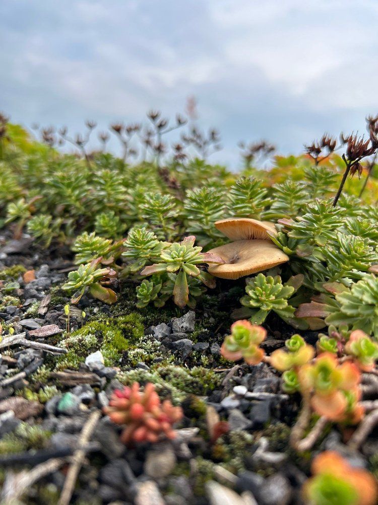 Recover Green Roofs tweet media