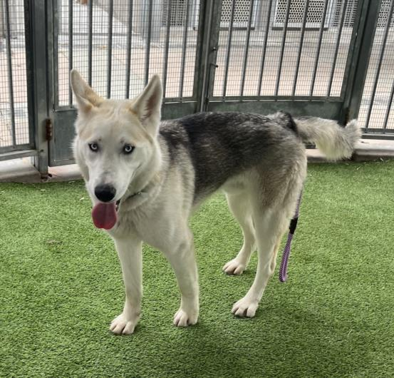 East Valley Pet Pals tweet media